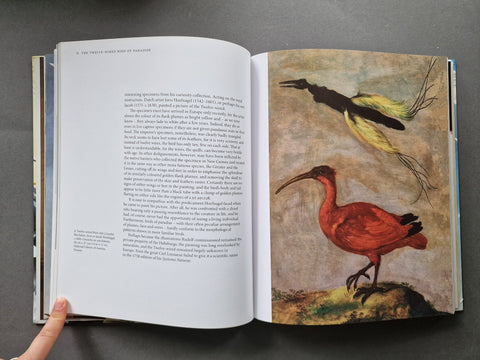 Drawn From Paradise: The Discovery, Art and Natural History of the Birds of Paradise