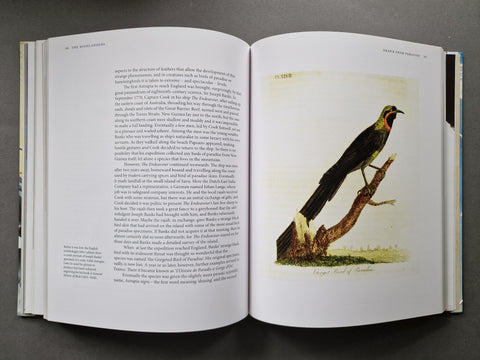 Drawn From Paradise: The Discovery, Art and Natural History of the Birds of Paradise