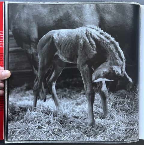 Ezekiel's Horse