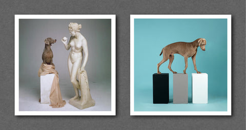 William Wegman Magnum Square Prints