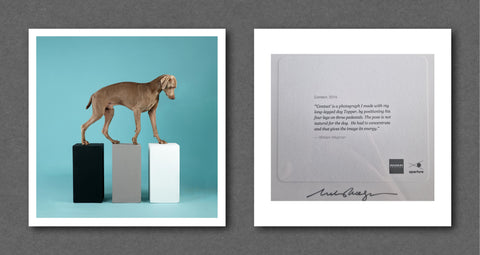 William Wegman Magnum Square Prints