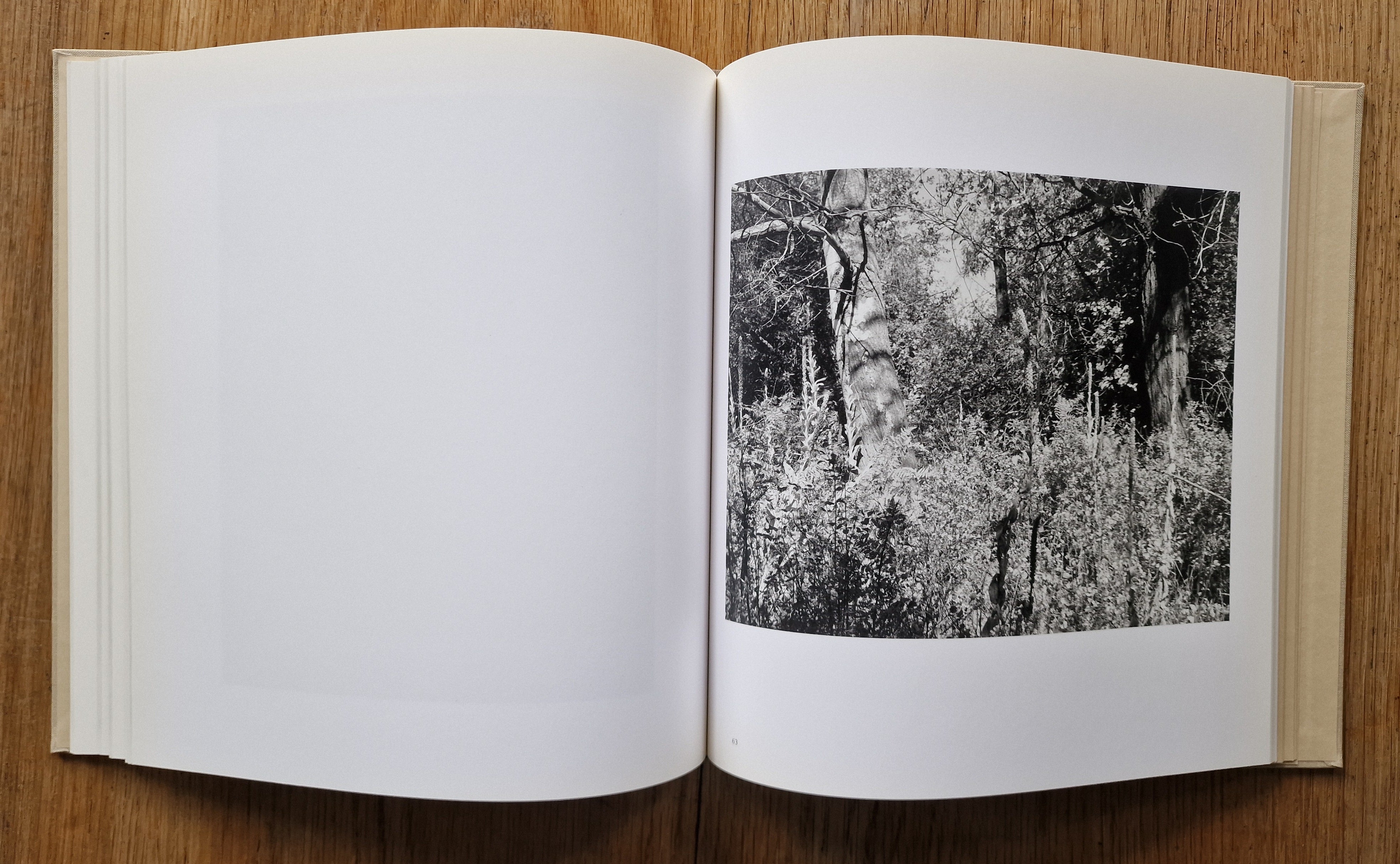 Buy Tree Line: The Hasselblad Award 2009 by Robert Adams