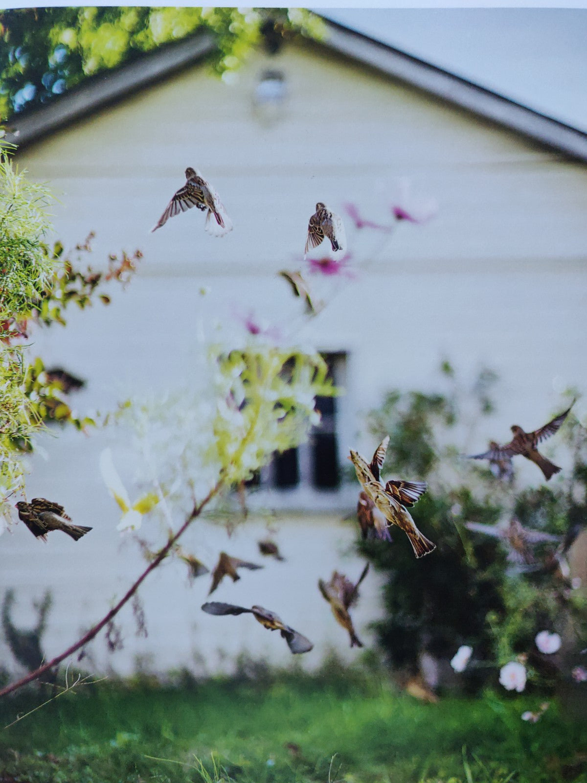 Des Oiseaux by Terri Weifenbach | Photography | Setanta Books