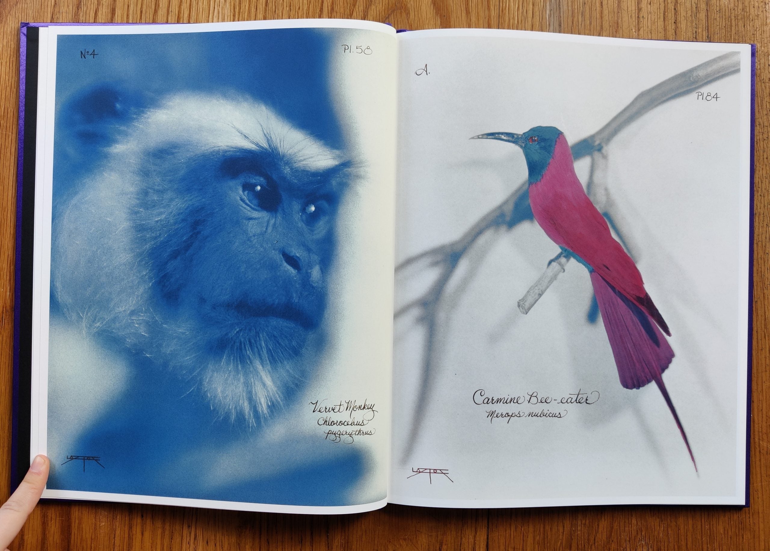 Buy Pictorial Zoology by Laszlo Layton book online – Setanta Books