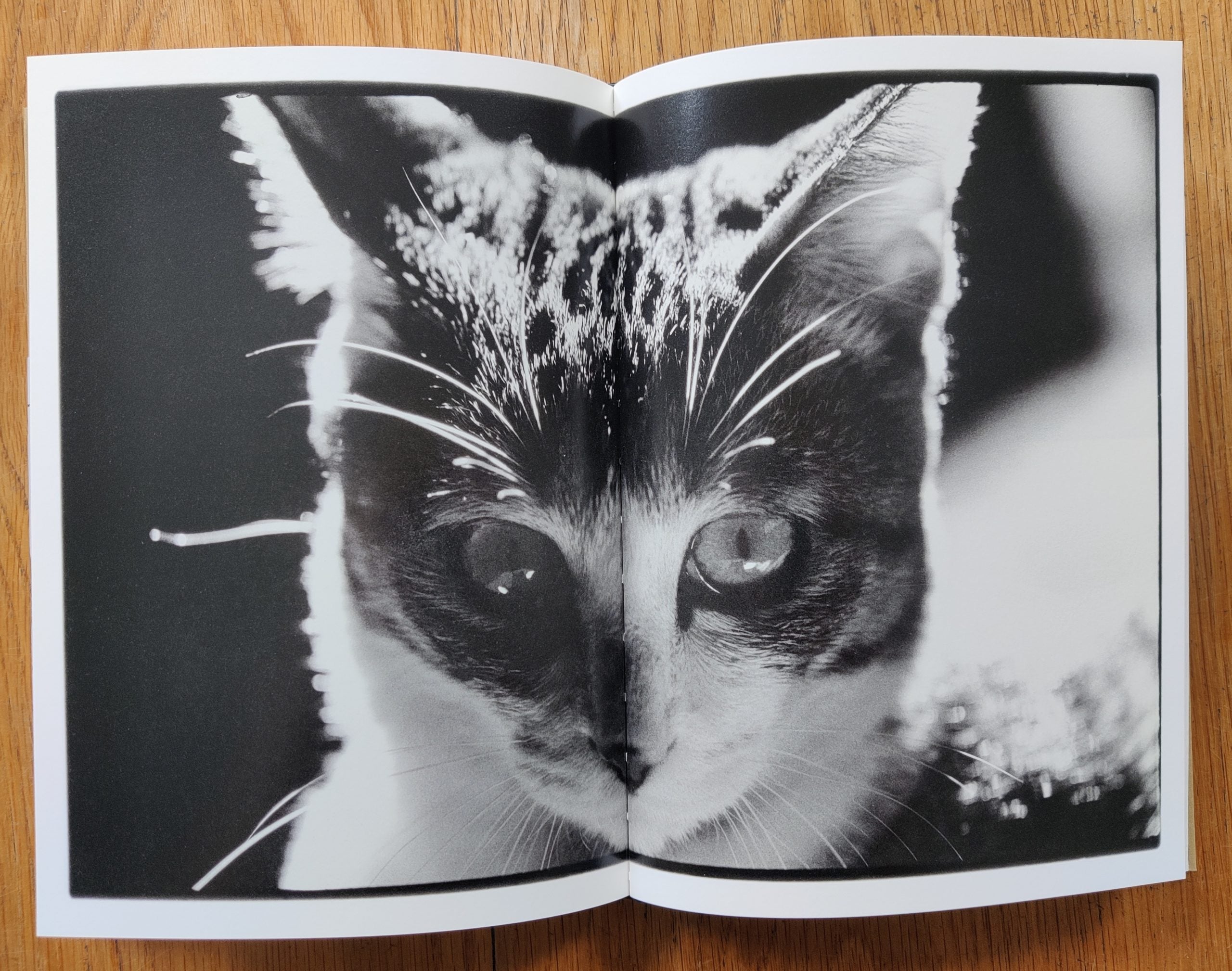 Buy Sasuke by Masahisa Fukase Online – Setanta Books